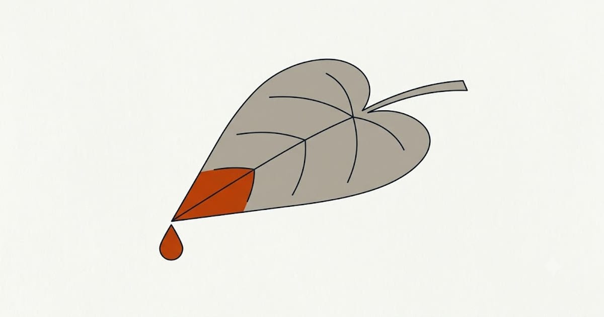 A droplet forming at the tip of a leaf