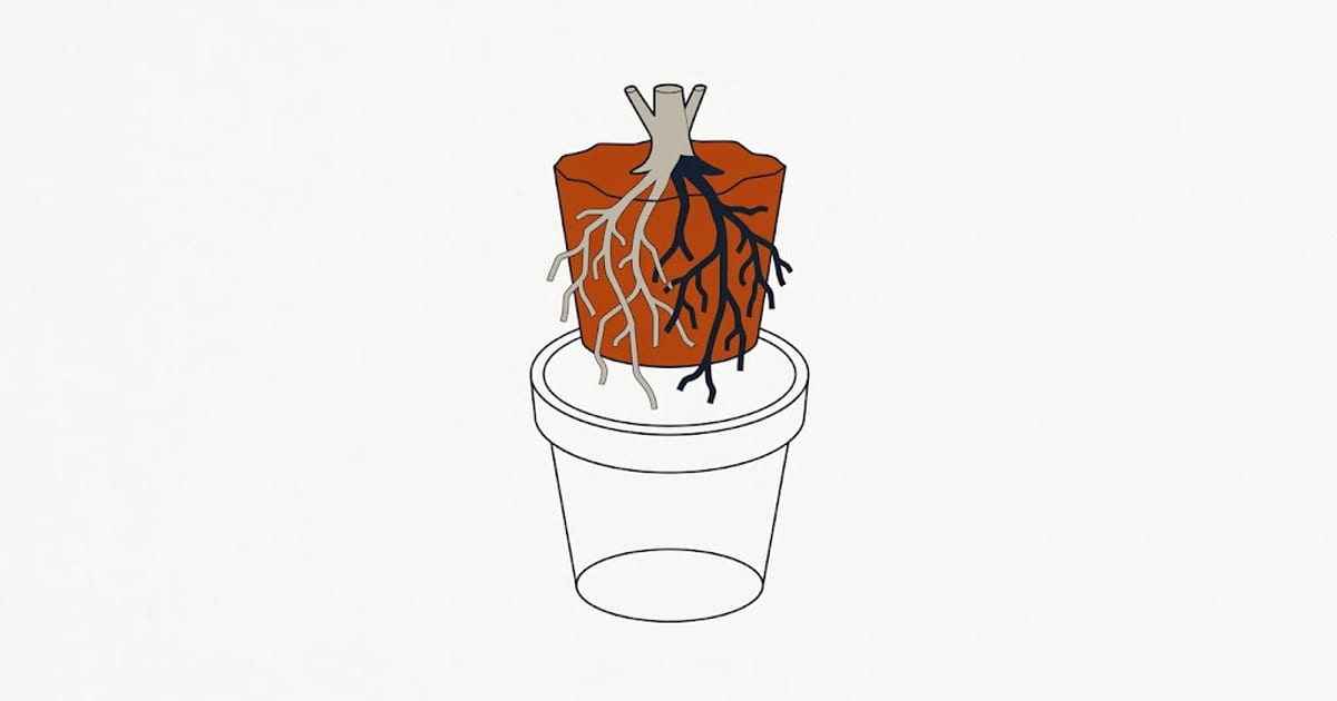 Orchid roots being inspected out of the pot
